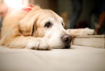 シニア犬や闘病中の子を見守る飼い主さん