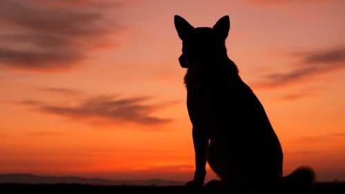 お空に旅立った子の写真を見つめる飼い主さん
