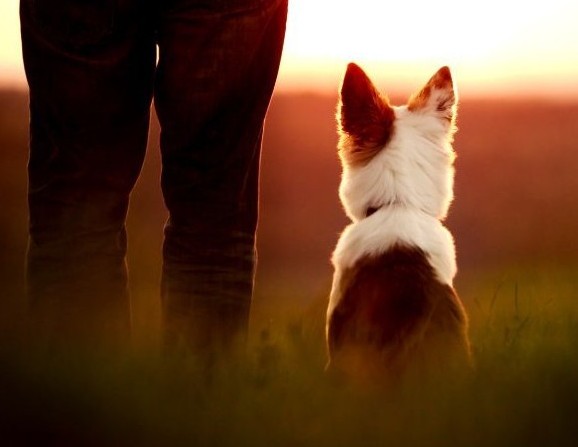 お空に旅立った子の写真を見つめる飼い主さん